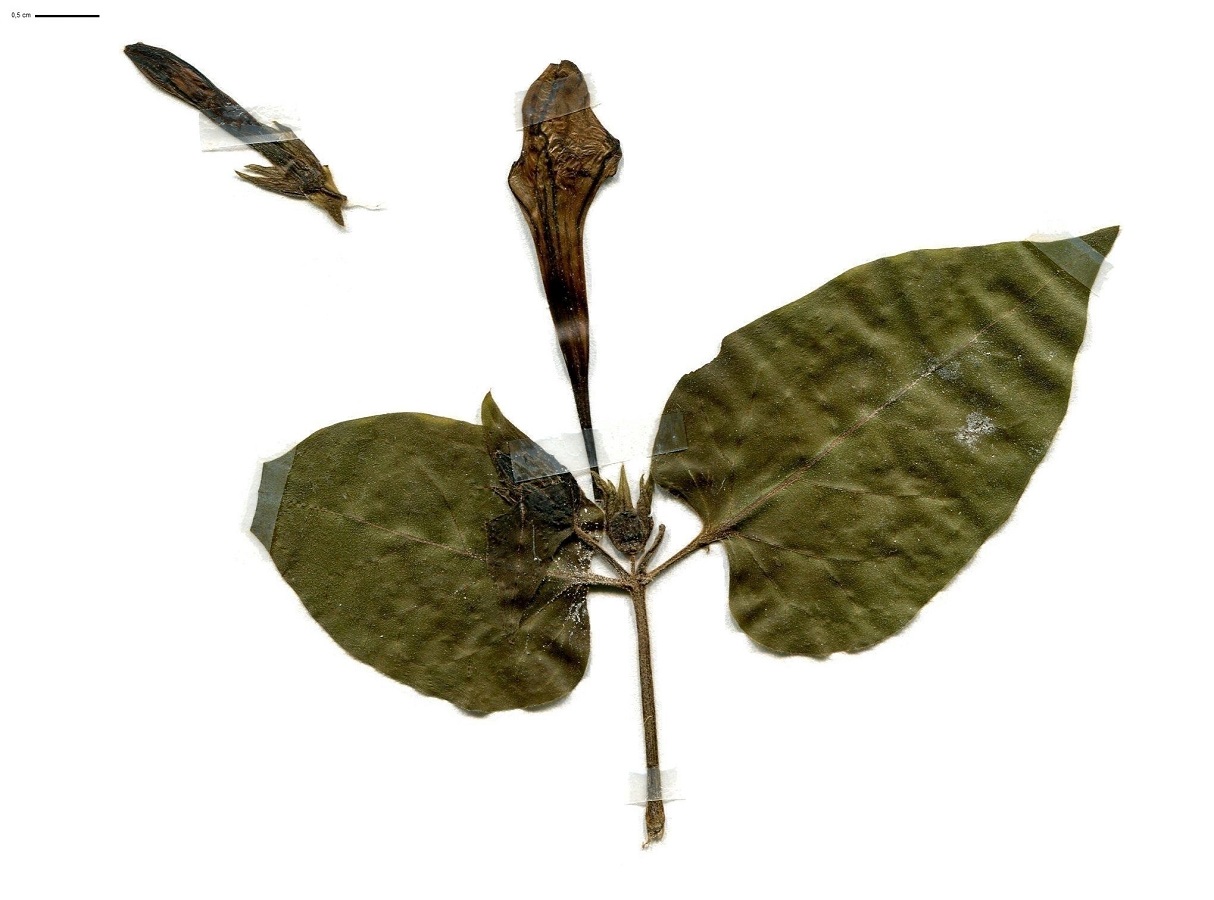 Mirabilis jalapa (Nyctaginaceae)